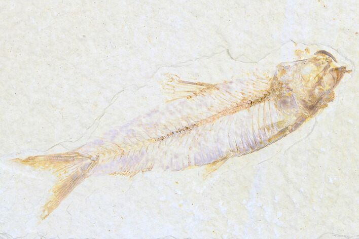 Detailed Fossil Fish (Knightia) - Wyoming #173737